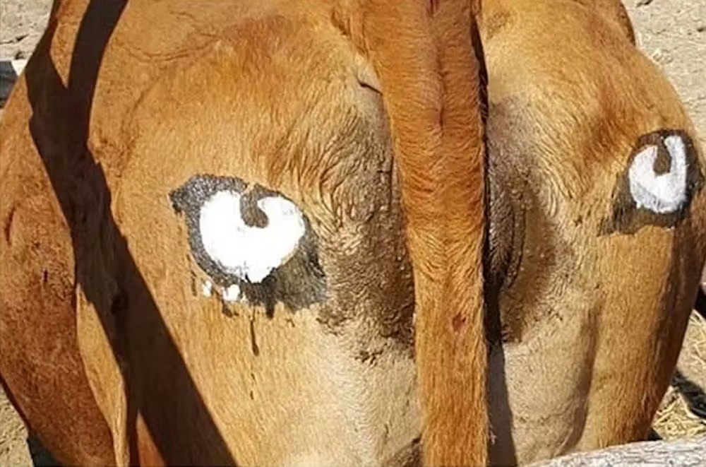 eyes on an animal's butt