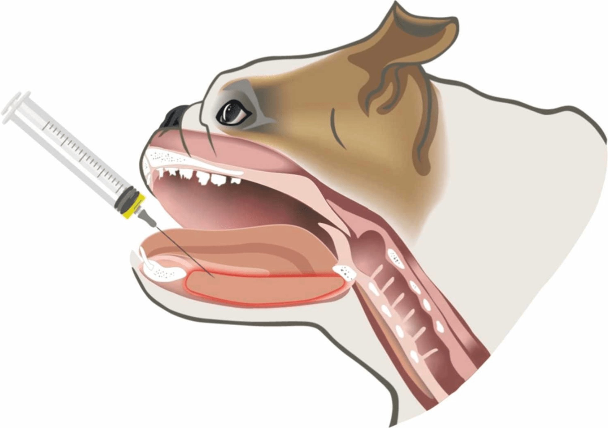 a diagram showing a needle being injected into a dog's throat