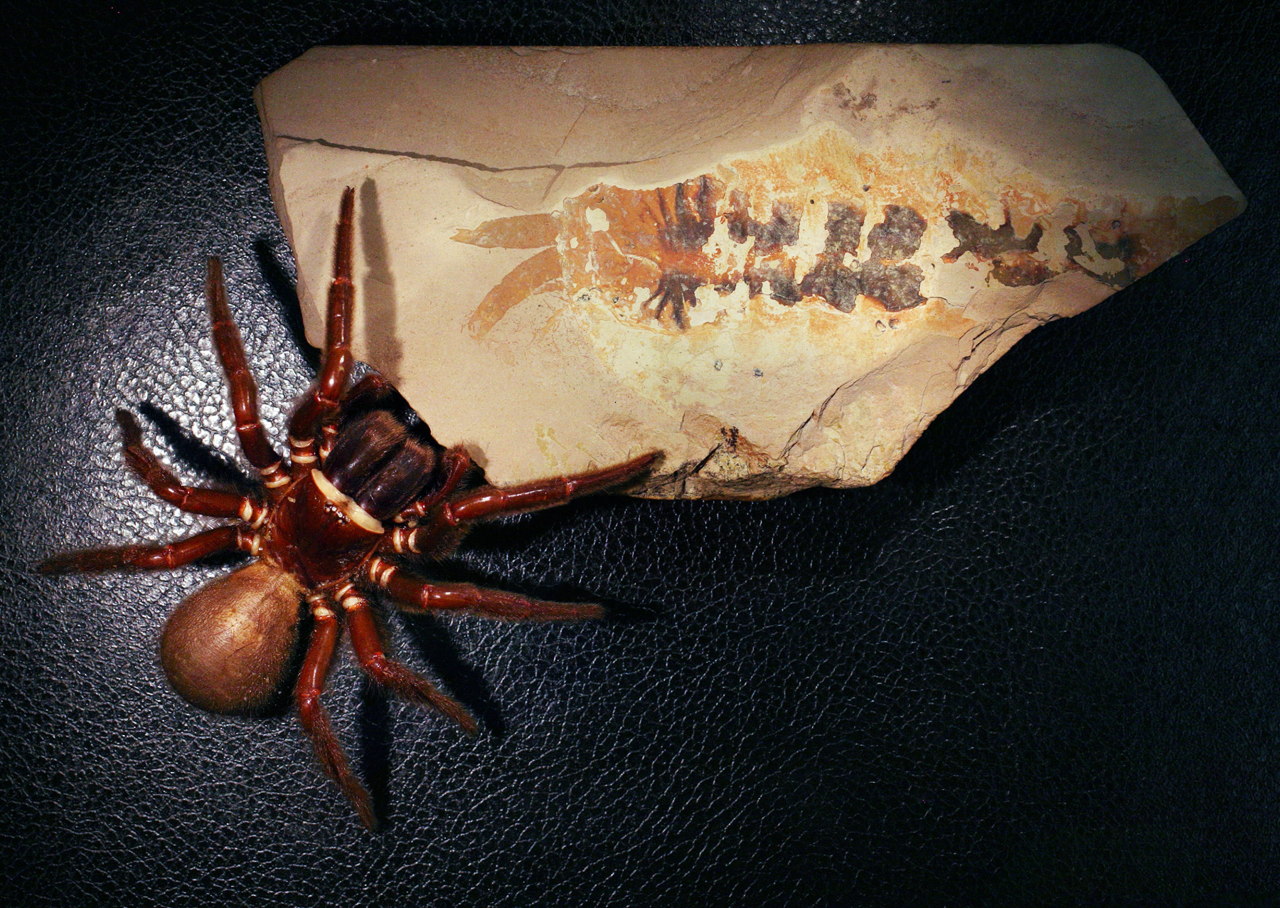 a modern day spider next to the Megachelicerax cousteaui fossil. 
