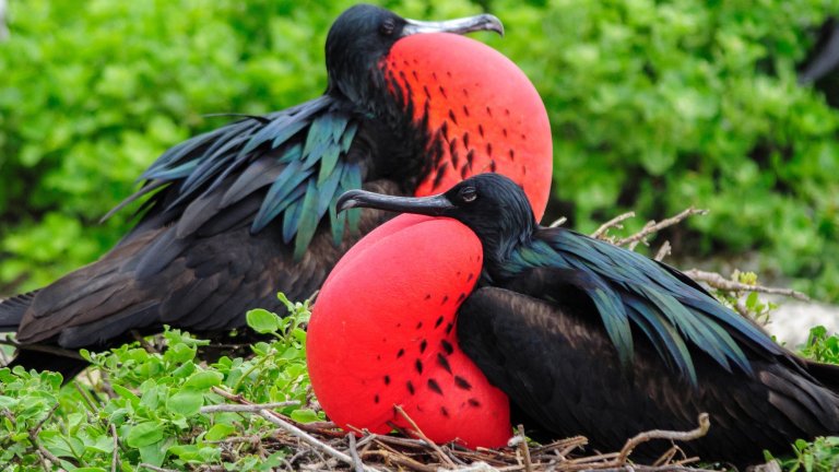Two male frigate birds opposing with their gonflated red neck pouches
