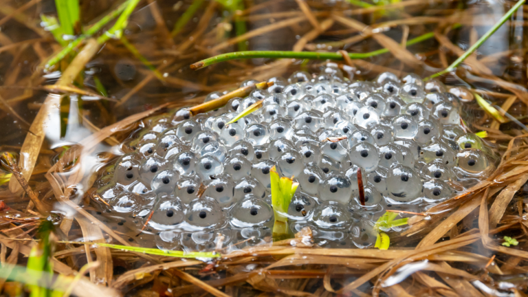 frog eggs floating on a pond. they are clear blobs with a black dot inside