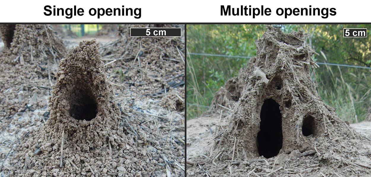 Two images of leaf-cutter nest entrances made of sticks and mud. The one on the left shows only one opening, while the one on the right shows multiple openings.