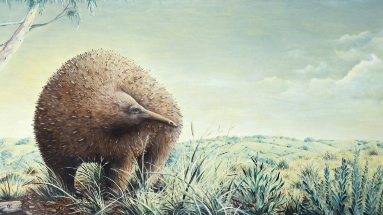 an illustration of an extinct hedgehog like animal