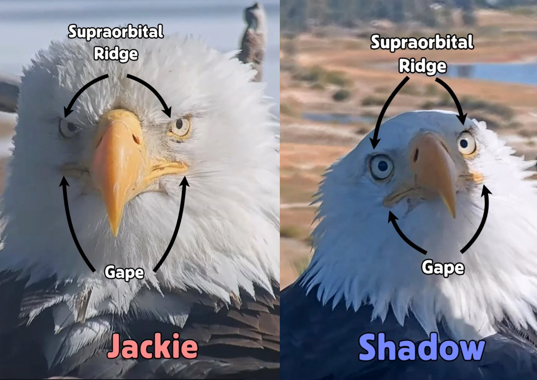 a size by side comparison of two eagles. one has a stern looking face while the other appears more wide-eyed
