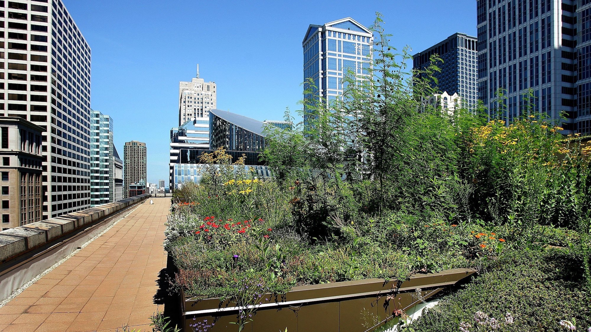 CHICAGO - AUGUST 16: A walkway is visible along a side of the city of Chicago City Hall's rooftop garden August 16, 2006 in Chicago, Illinois. The garden sits on the top of the 11-story city hall building and was first planted in 2000. The city says the rooftop garden/green roof consists of upwards of 100 species of growth in almost 20,000 plants. Two trees, shrubs and vines can also be found there. (Photo by Tim Boyle/Getty Images)
