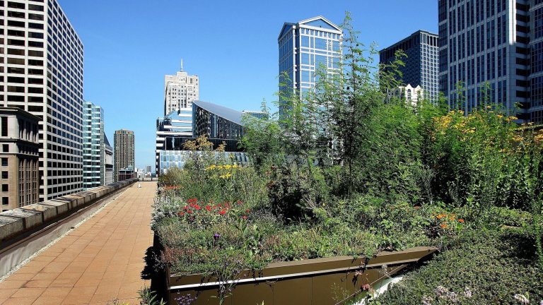 CHICAGO - AUGUST 16: A walkway is visible along a side of the city of Chicago City Hall's rooftop garden August 16, 2006 in Chicago, Illinois. The garden sits on the top of the 11-story city hall building and was first planted in 2000. The city says the rooftop garden/green roof consists of upwards of 100 species of growth in almost 20,000 plants. Two trees, shrubs and vines can also be found there. (Photo by Tim Boyle/Getty Images)
