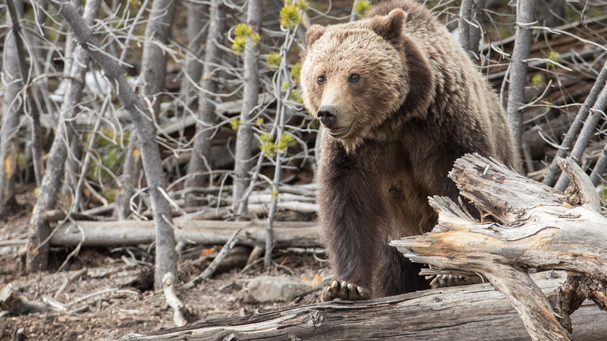 a grizzly bear in the woods