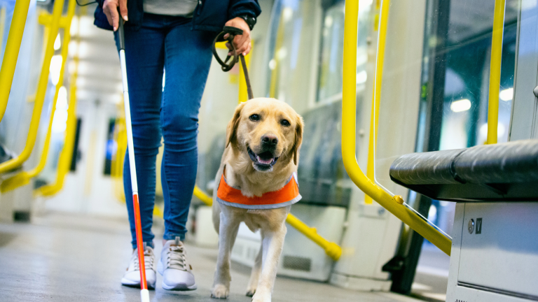 a guide dog helps a woman with a cane navigate a train