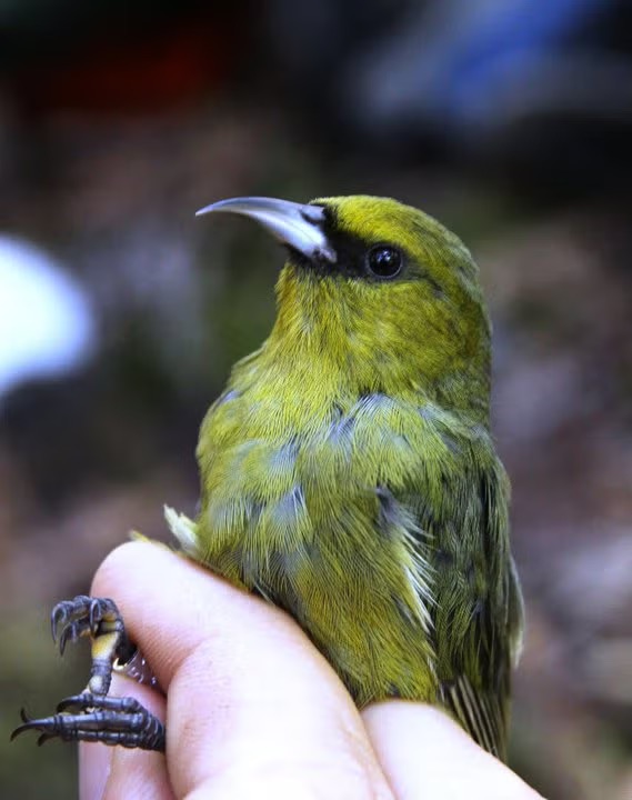 The Hawai‘i amakihi. Image: Jessie Knowlton/UCR.
