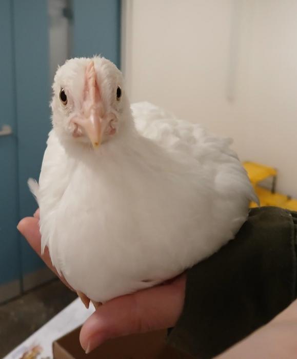 A laying hen chick sitting on a person's hand
