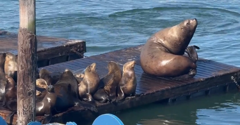 sea lion on pier