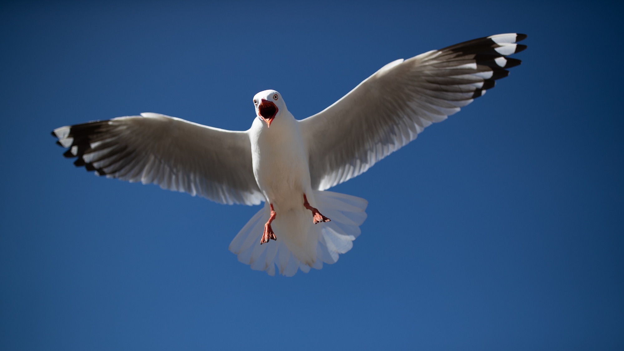 Angry Seagull flying