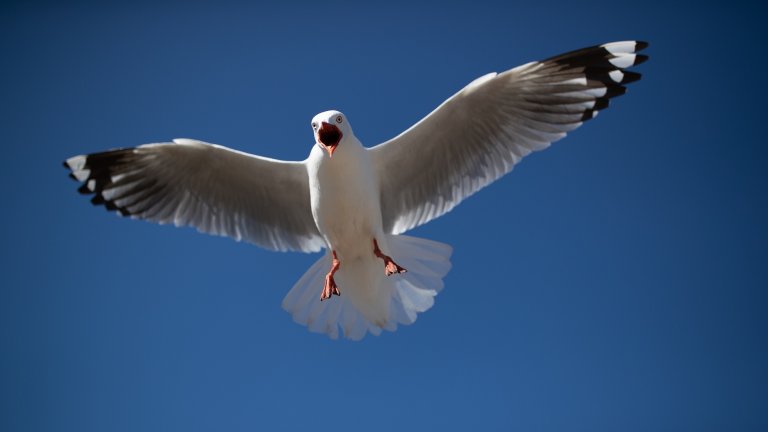 Angry Seagull flying