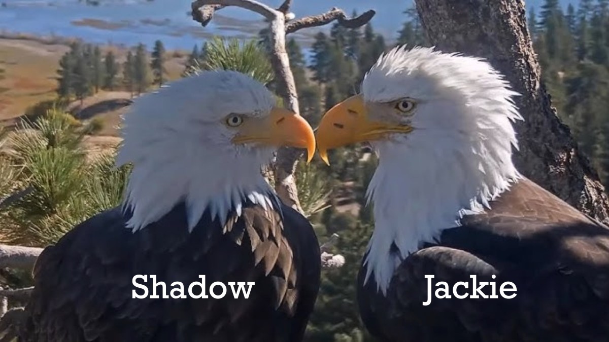 How to tell eagle parents Jackie and Shadow apart