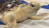 a sea turtle on a vet's table
