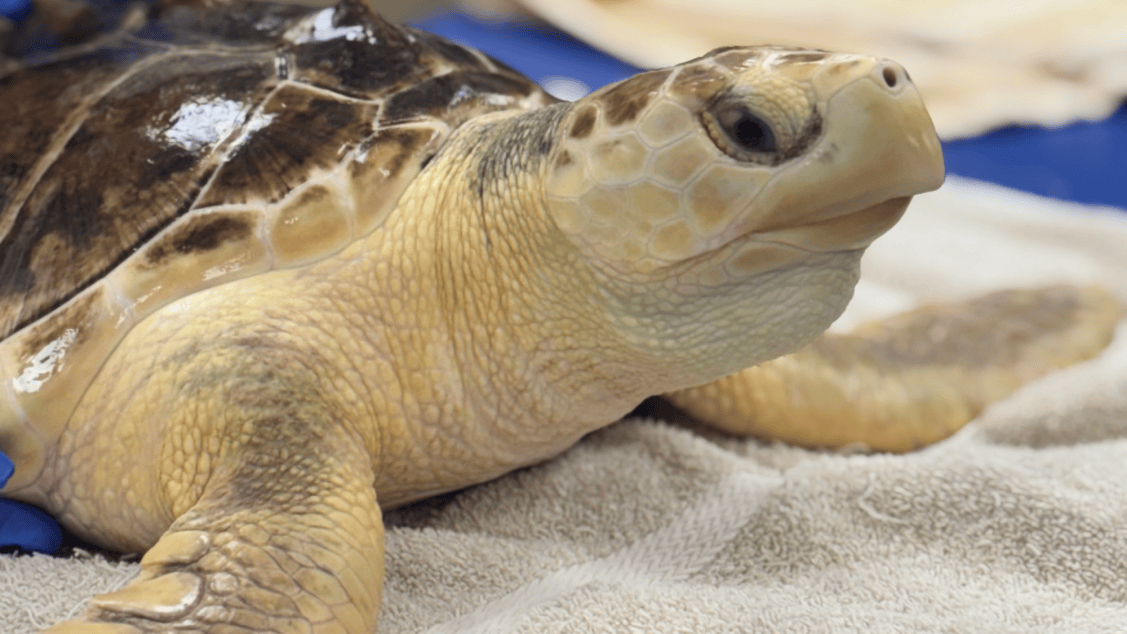 Meet Earl Grey, the sea turtle with a wild family tree | Popular Science