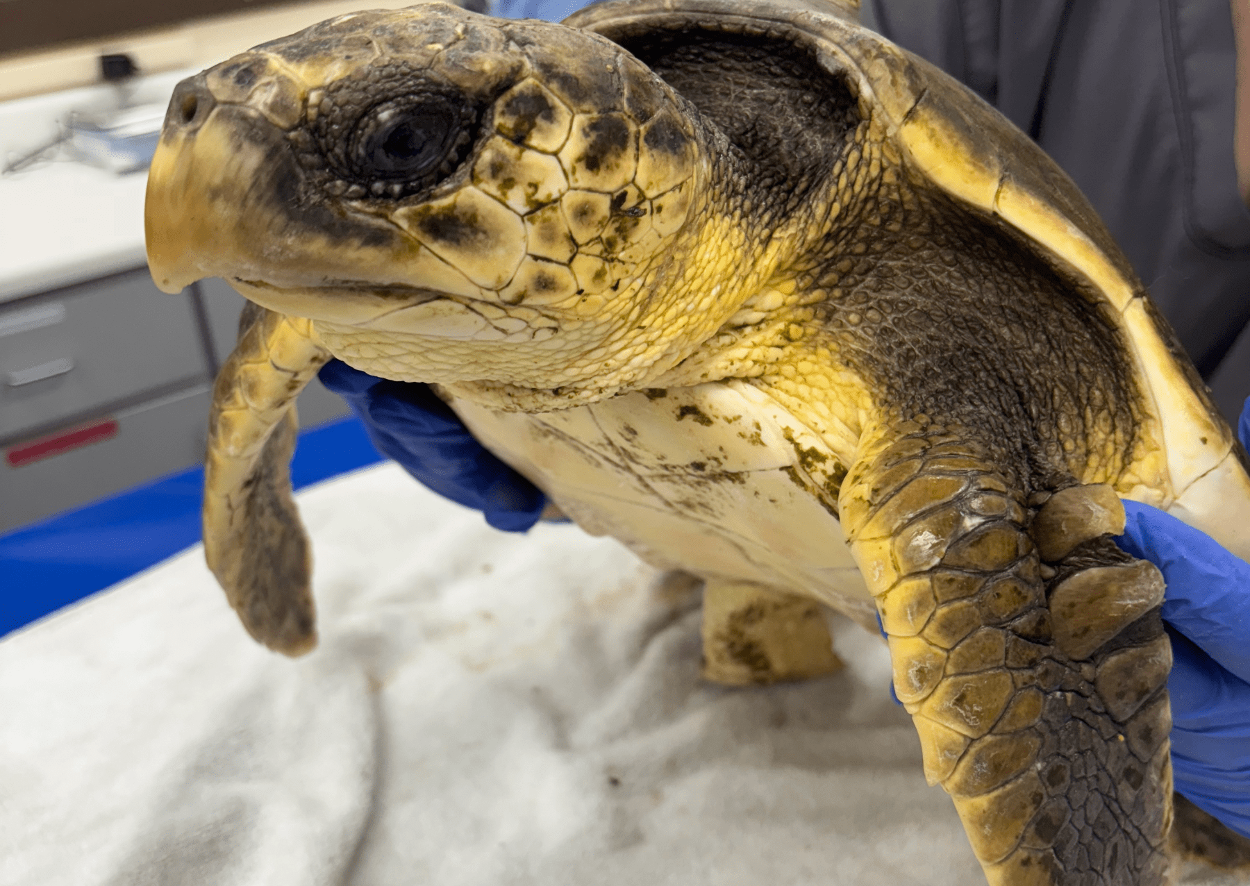 a sea turtle on a vet's table