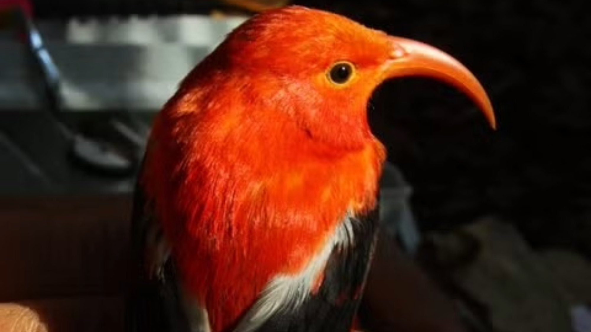 a bright red bird with a long beak
