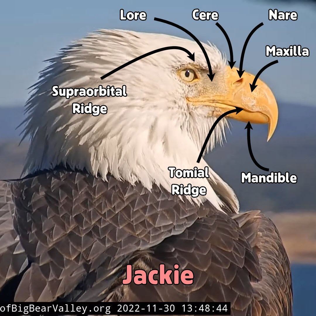 a diagram of an eagle