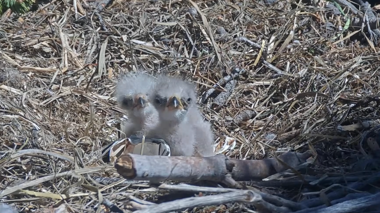 two eagle chicks in a nest