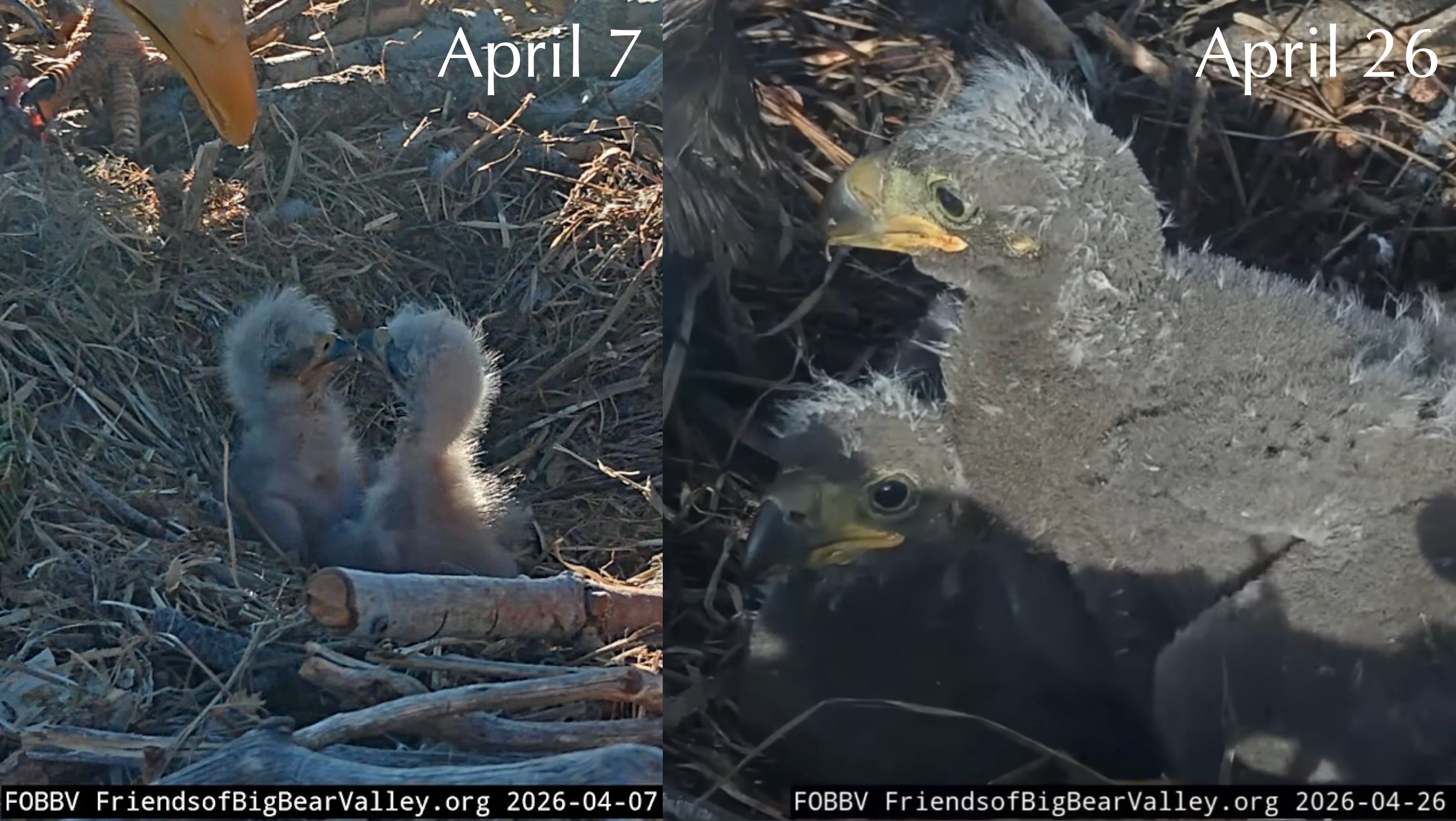 two photos of bald eagle babies, taken 19 days apart