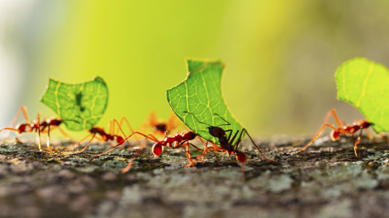 Several leaf cutter ants carrying leaves on wooden log.