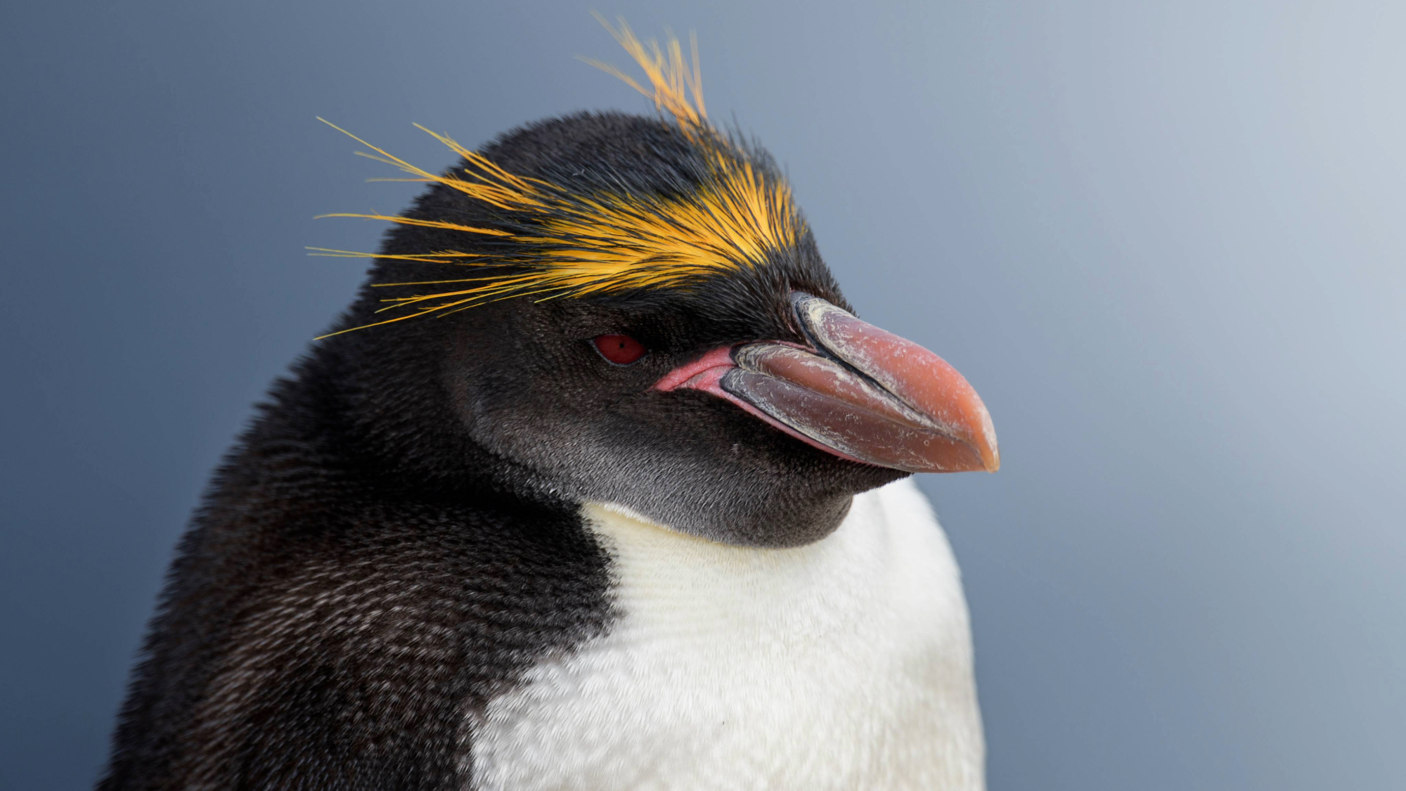 a penguin with black and white feathers and long yellow feathers on top of its eyes