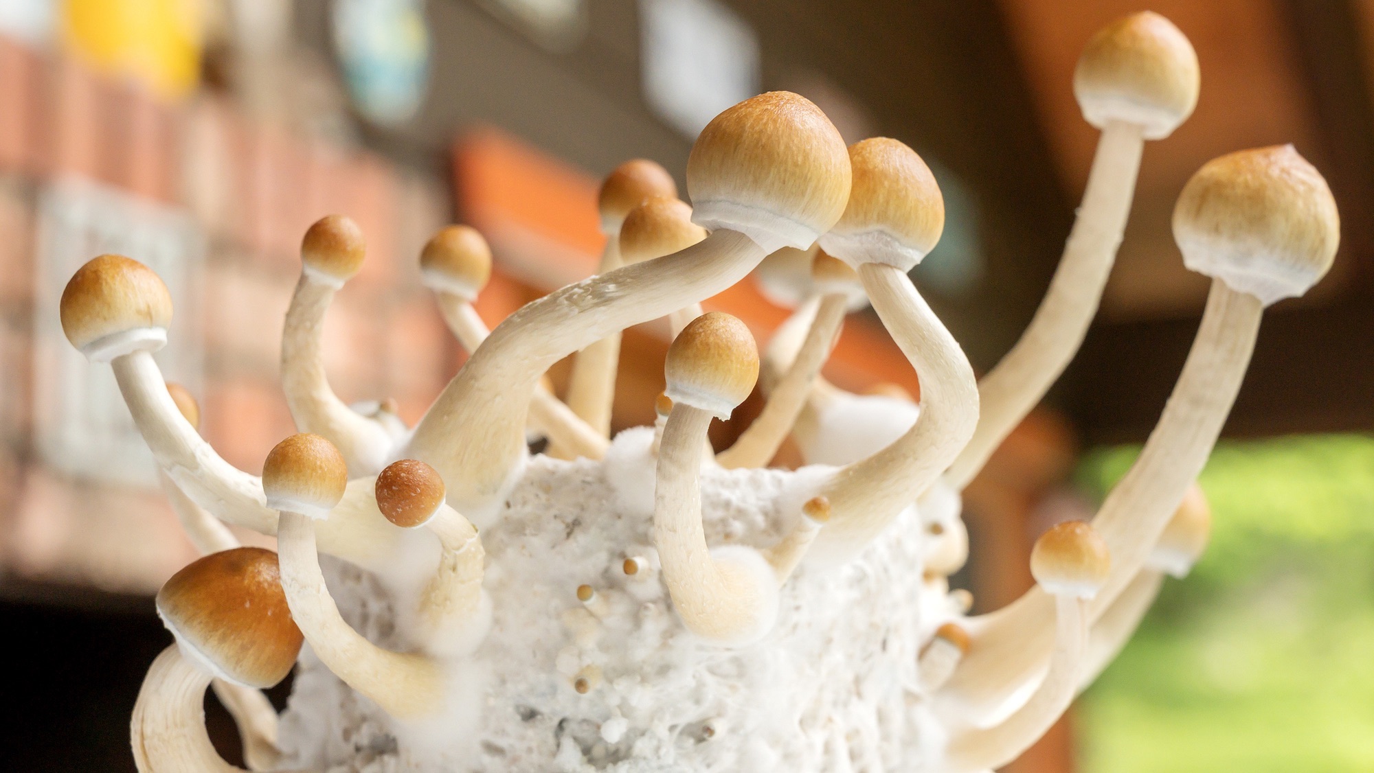 Psilocybin mushrooms, commonly known as magic mushrooms, mushrooms or shrooms being grown in a home based incubator.