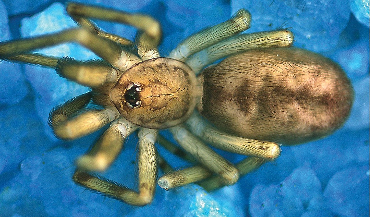 a small brown spider