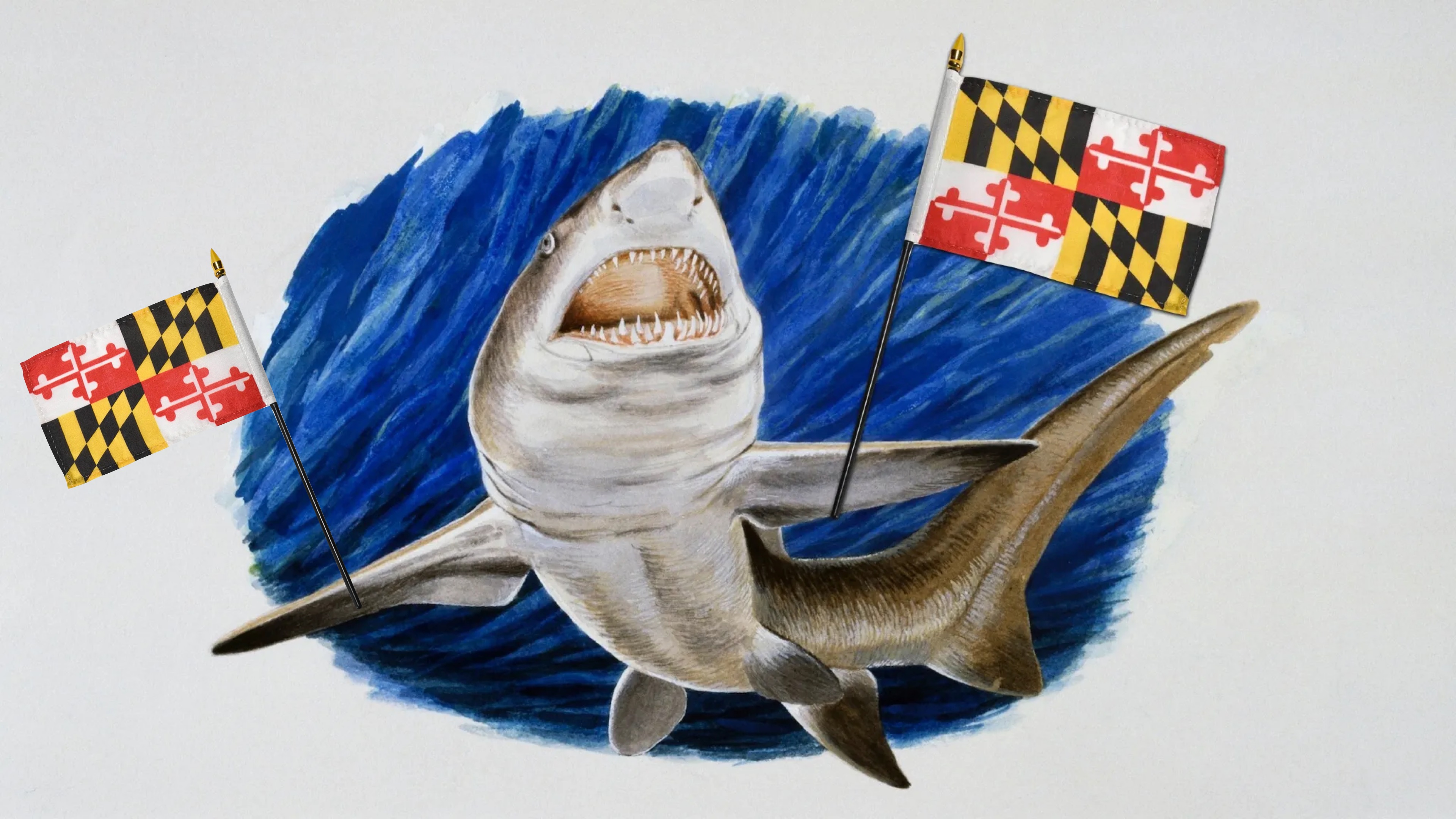 Megalodon set to become Maryland’s state shark