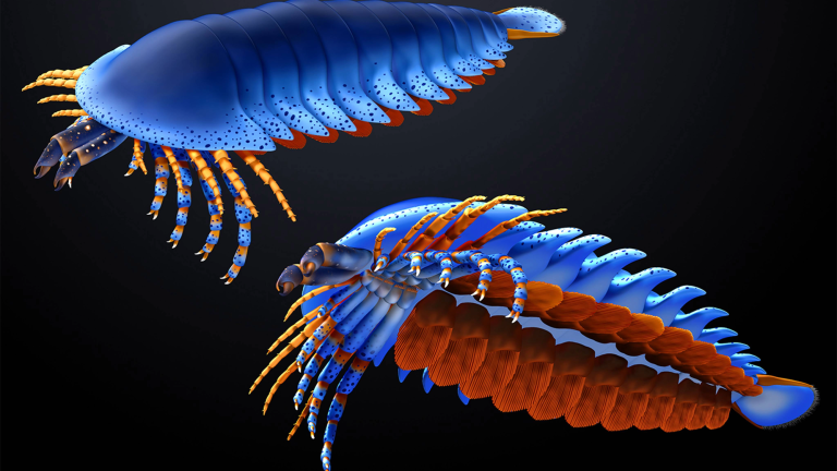 an illustration of a prehistoric spider relative