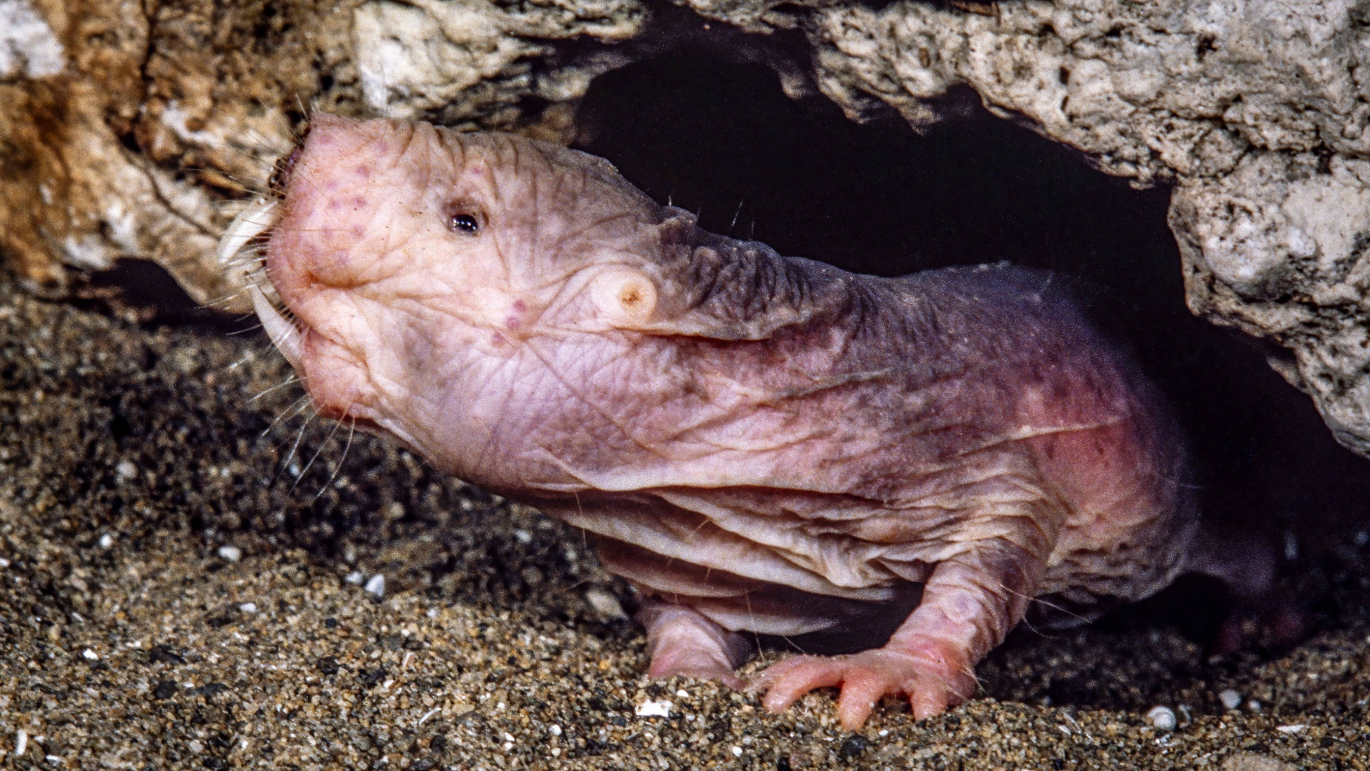 a naked mole rat. it is a small, pinkish colored and hairless rodent with large front teeth