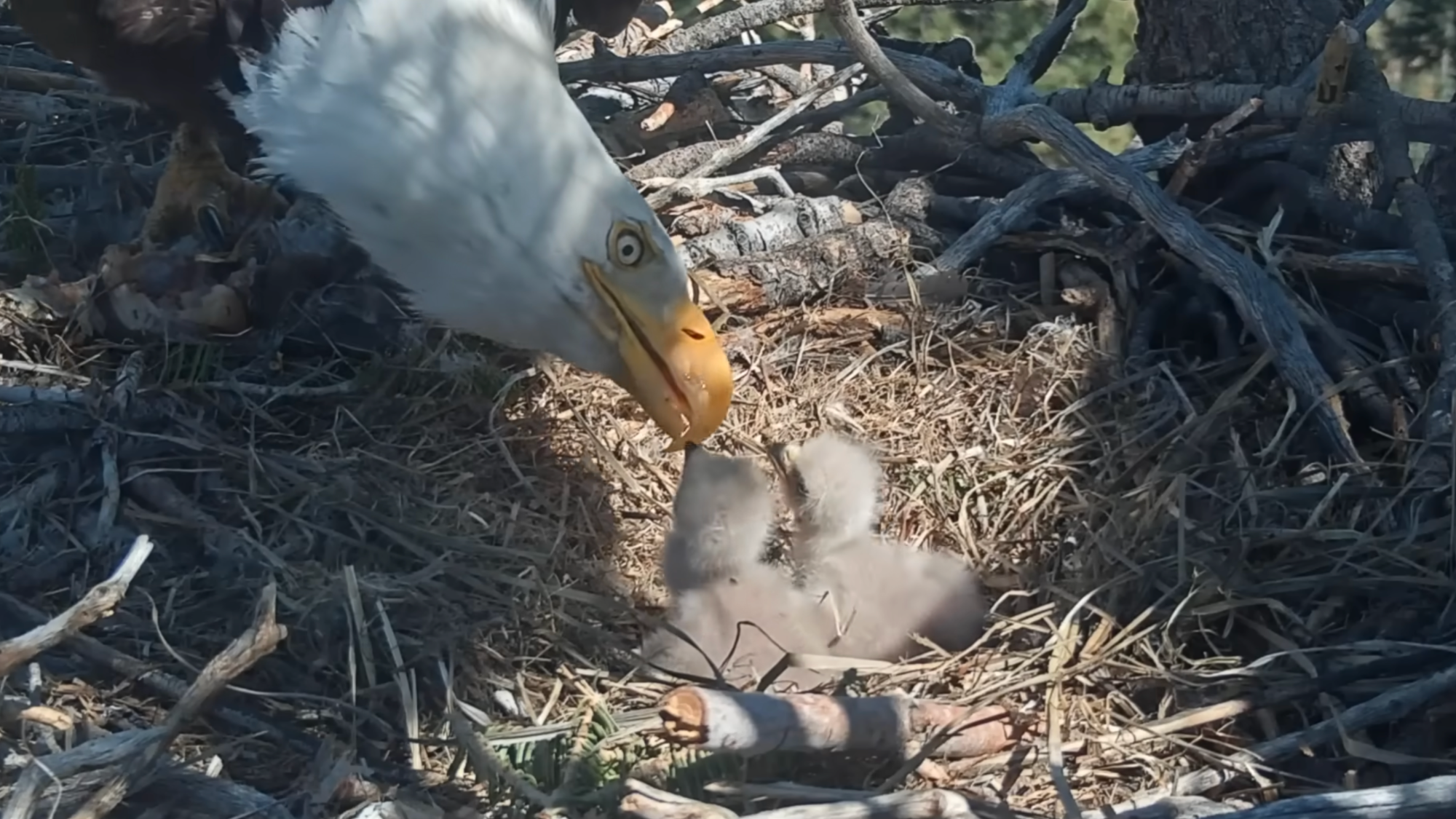Jackie and Shadow’s 2026 babies: Everything you need to know about the new eaglets