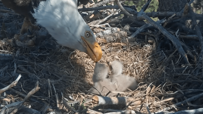 an eagle feeing two eaglets in a nest