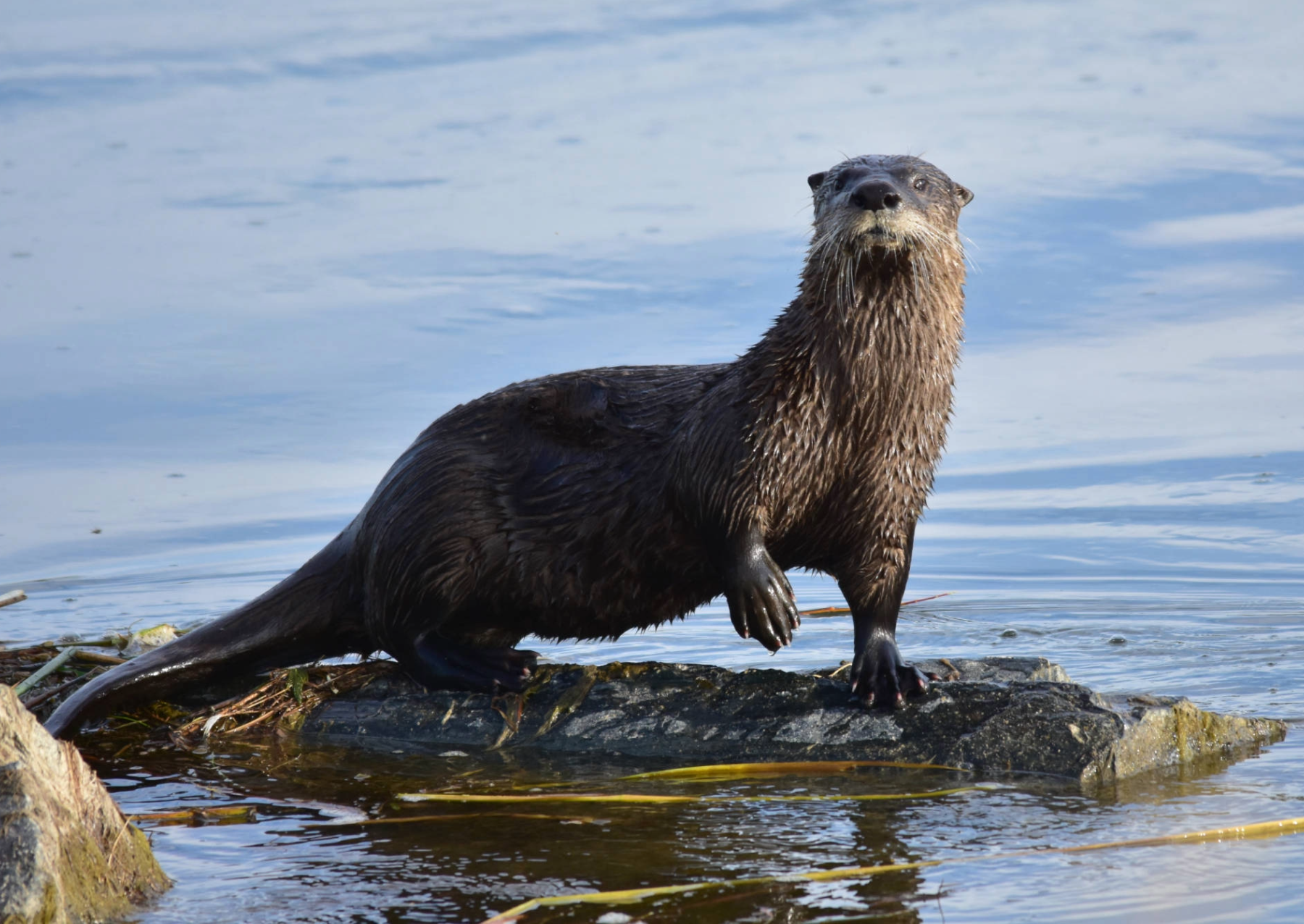 an otter standing on a log