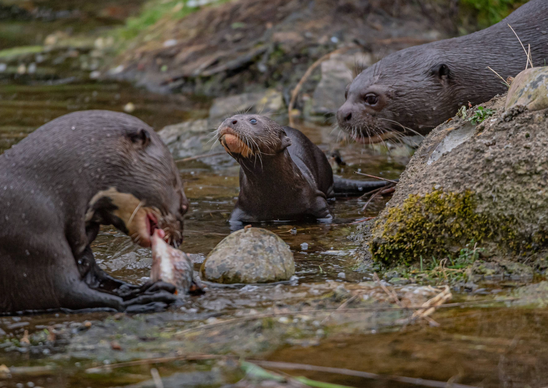 an otter pup between two parents