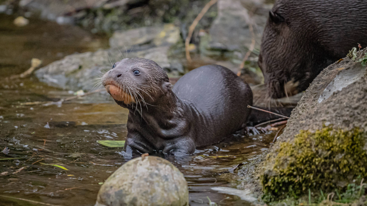 Earth’s largest otters have chocolate bar-sized babies