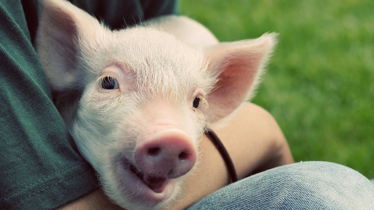 Close up of a man wearing a dark green shirt holding a smiling piglet.