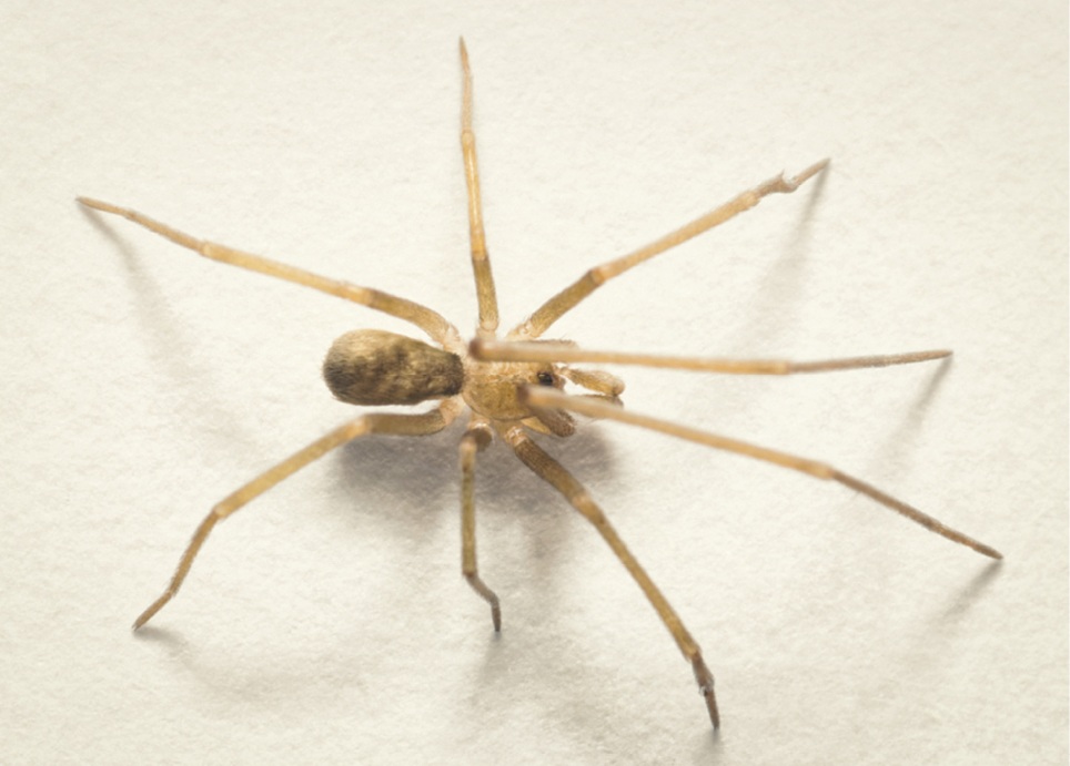 a small brown spider