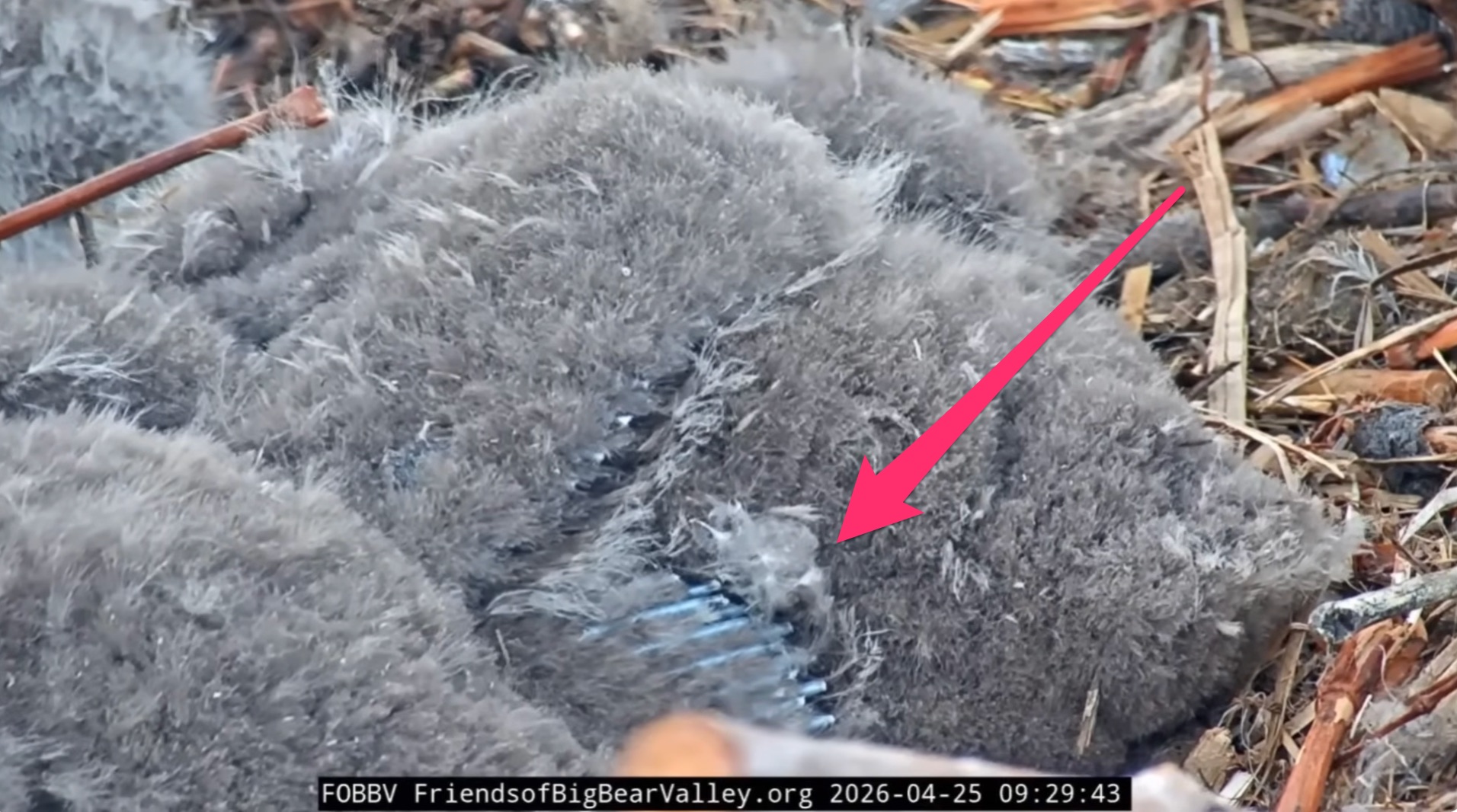 pink arrow pointing to feathers