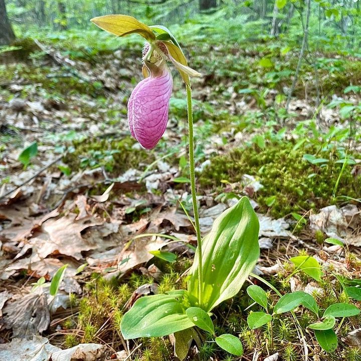 Beware, bees! This wildflower will trap you in a floral escape room.