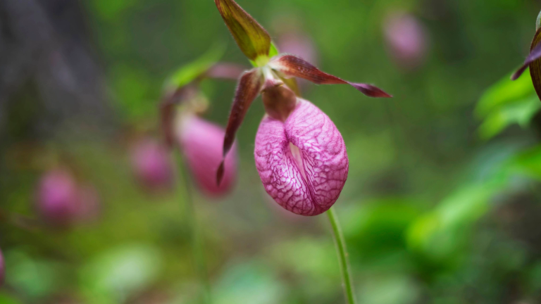 a pink orchid with delicate petals