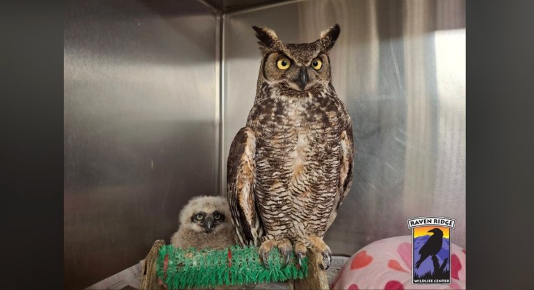 adult owl and baby owl