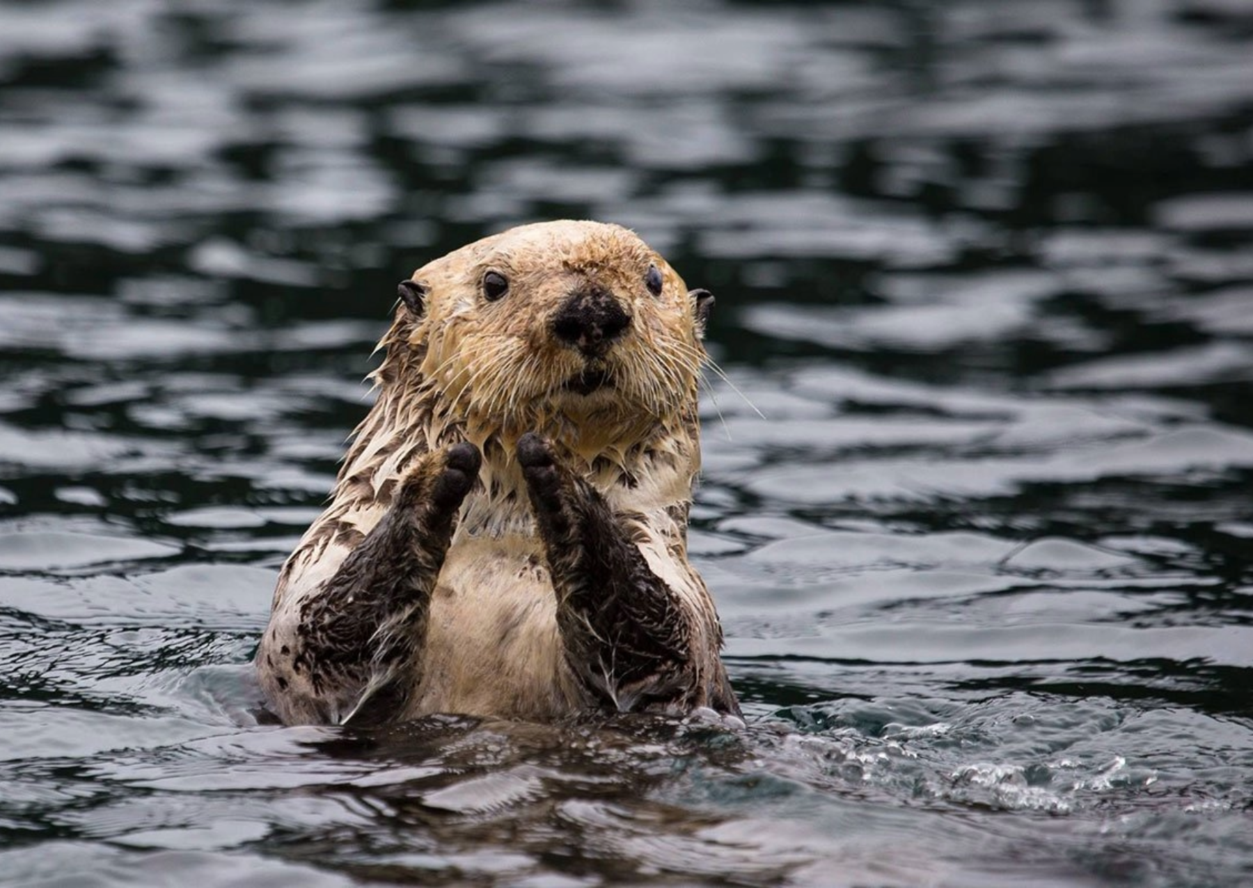 a sea otter poking its head and arms out of the water