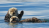 two sea otters in the ocean with one with its paw up