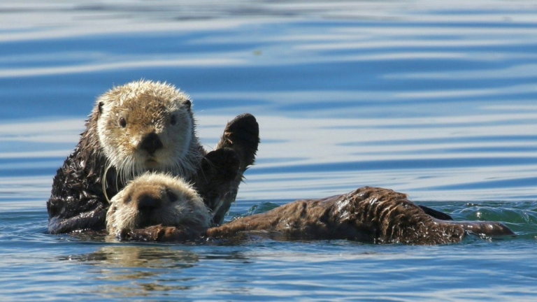 two sea otters in the ocean with one with its paw up