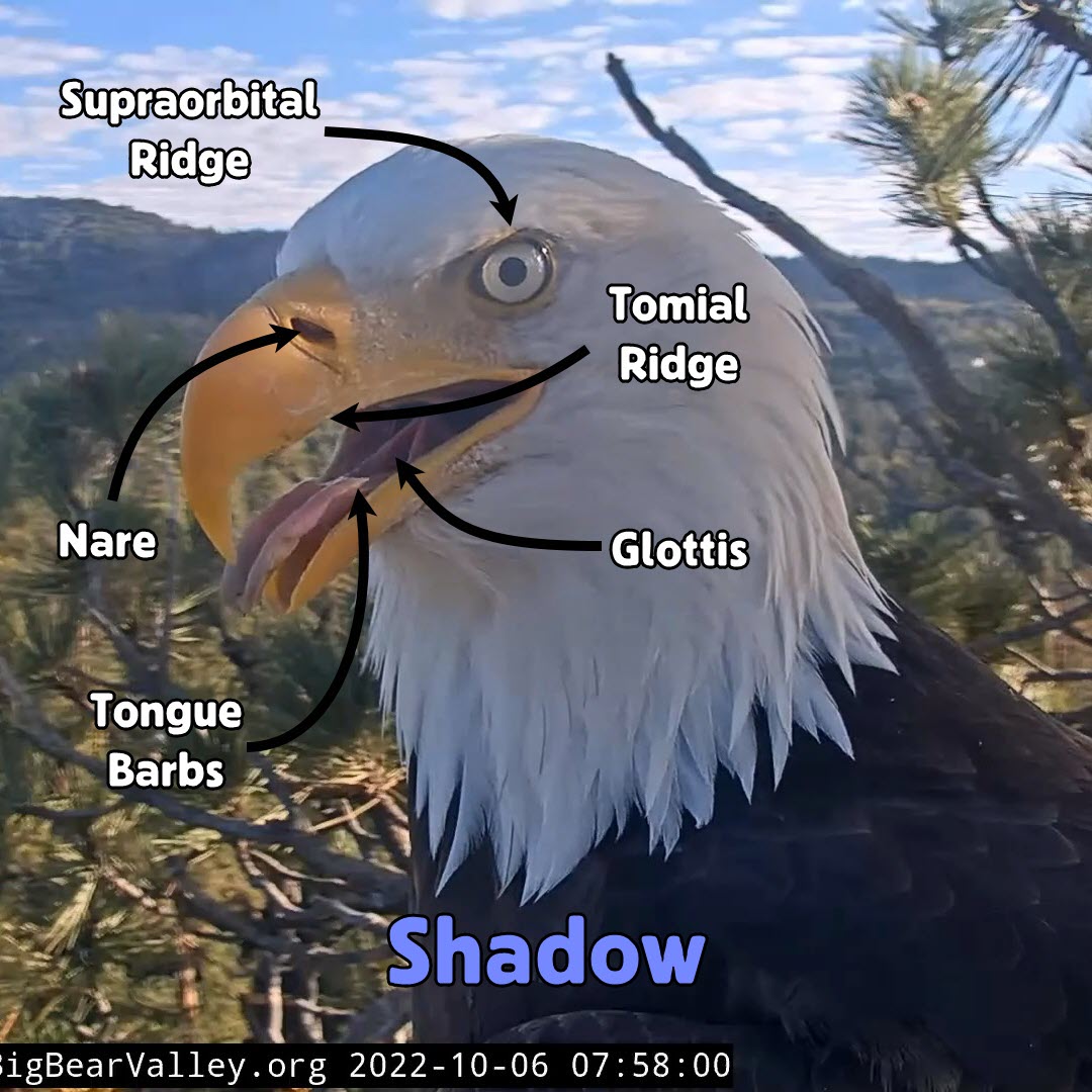 a side view of an eagle