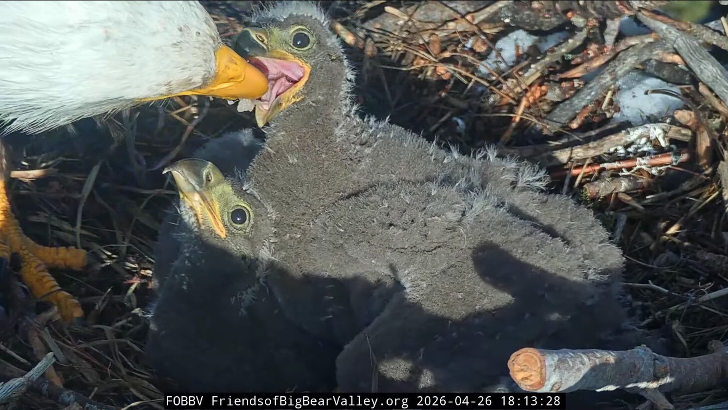 an eagle feeding two chicks