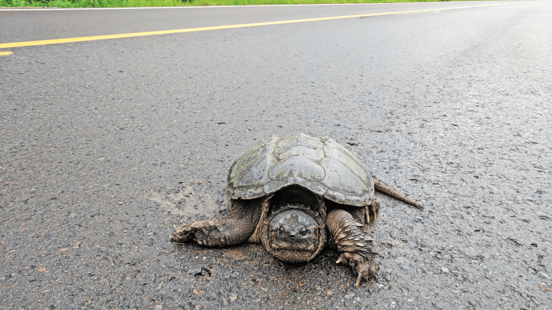 How to help a turtle cross the road | Popular Science
