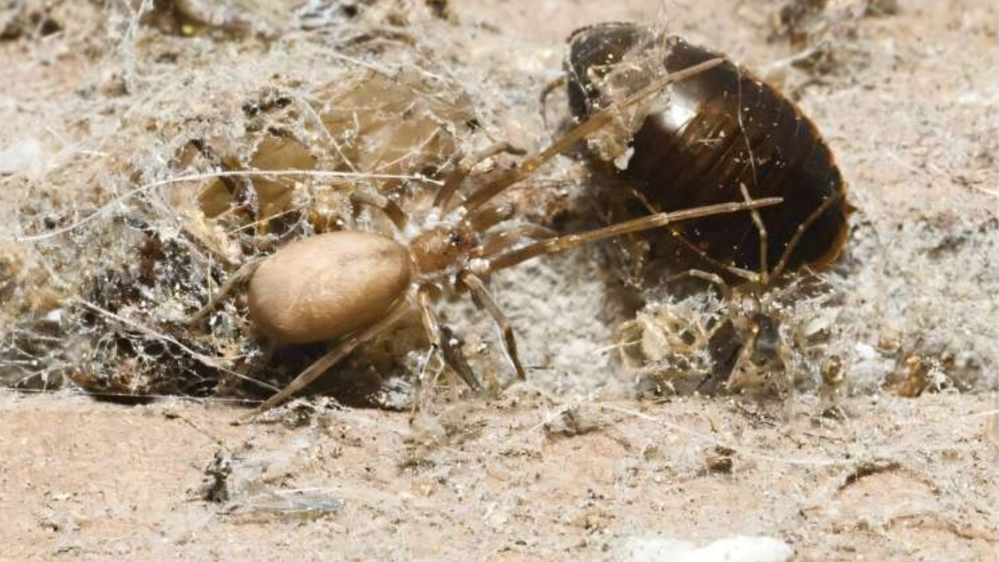 a small spider attacking a cockroach